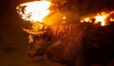 PACMA pide recusar al juez del Toro Júbilo por su defensa de la tauromaquia