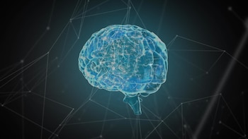 La plasticidad cerebral permite ampliar