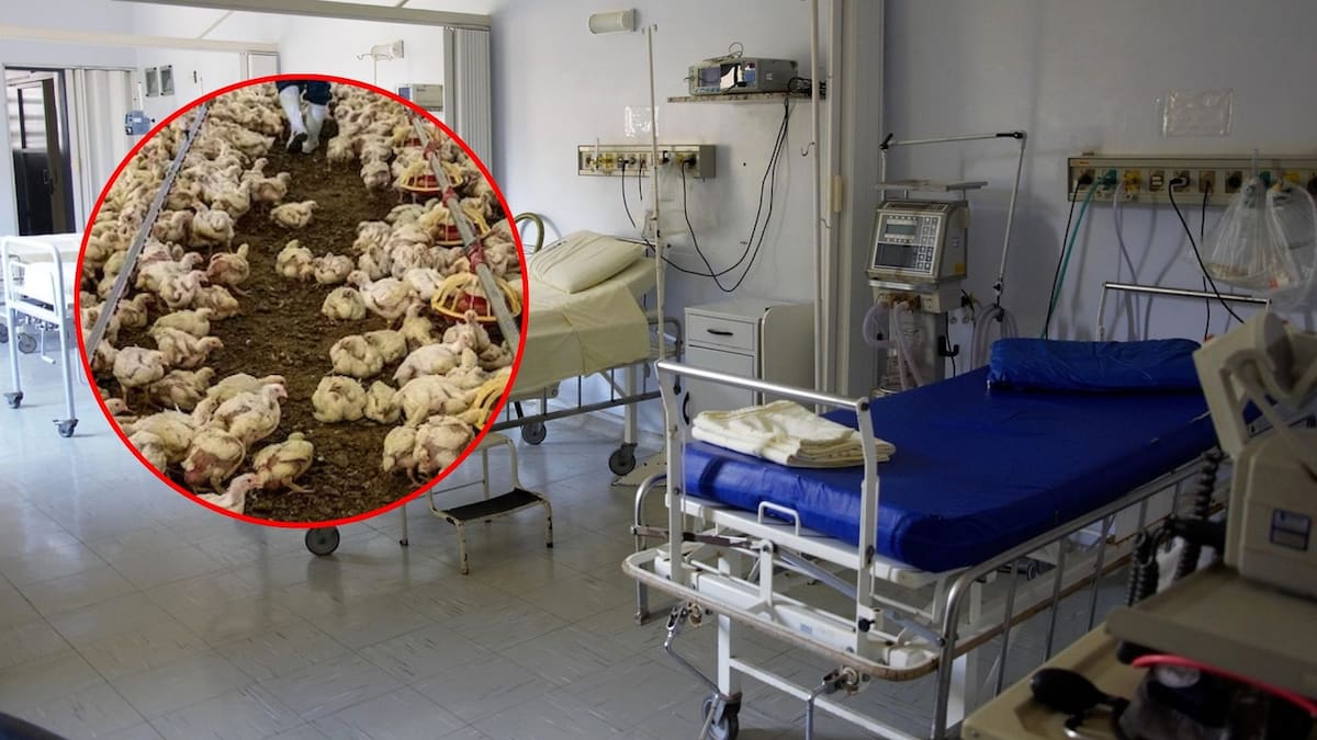 Niña muere por complicaciones por gripe aviar / Especial