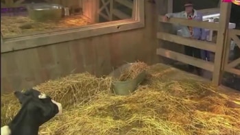 La Granja VIP en vivo