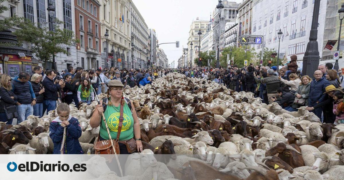Rebaños de ovejas y cabras toman el centro de Madrid por la Fiesta de la Trashumancia 2025: recorrido y horarios