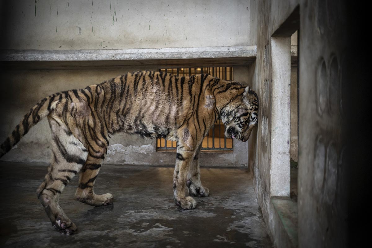 La fotografía de naturaleza también puede ser denuncia: MontPhoto premia la lucha contra el tráfico ilegal de animales