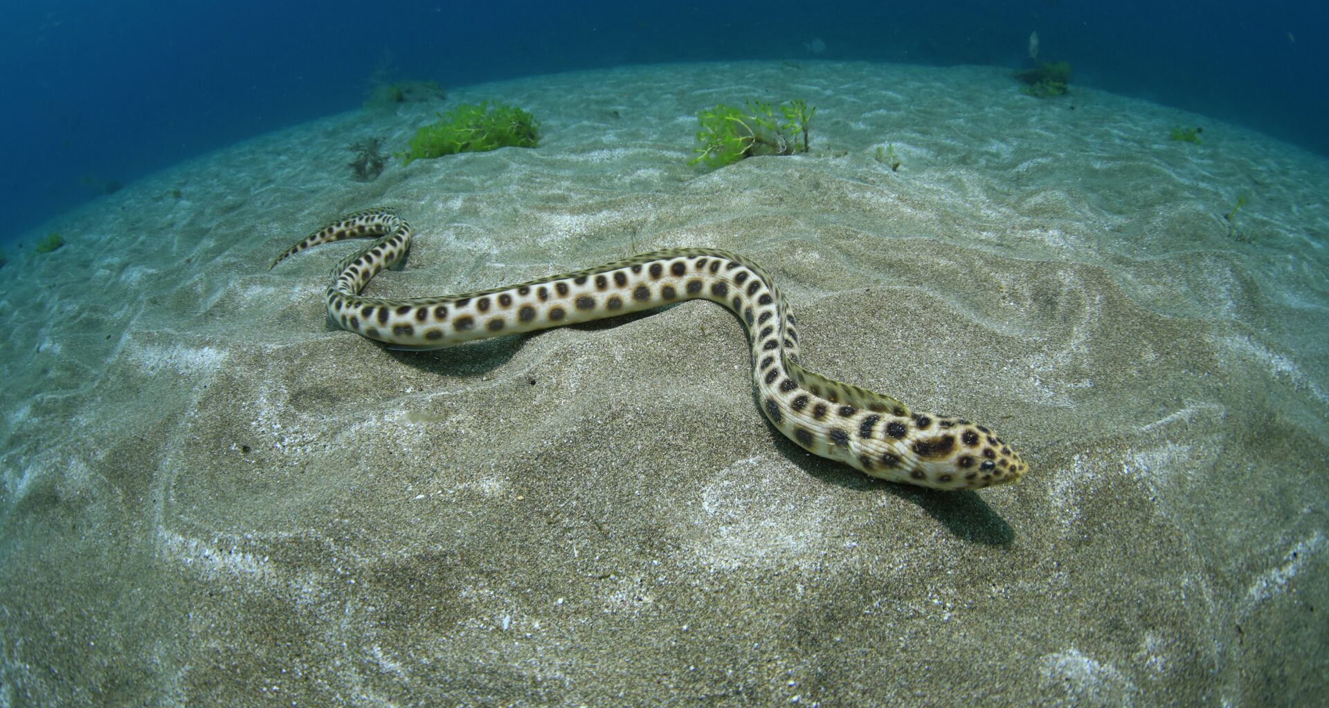 Fotosub hace de Las Canteras un acuario