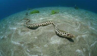 Fotosub hace de Las Canteras un acuario