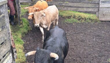 Embarcada la novillada , sin caballos, de Altagracia , que abre "Toros y Ciudad " este viernes en Manizales