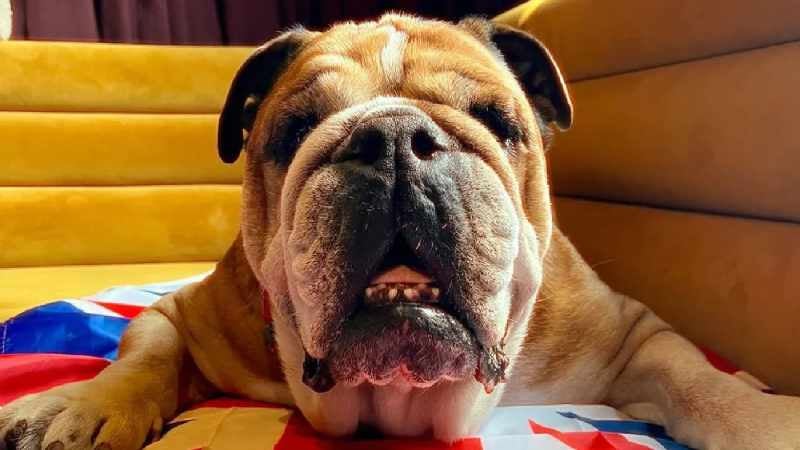 Roscoe, el compañero de Hamilton | SilverstoneUK