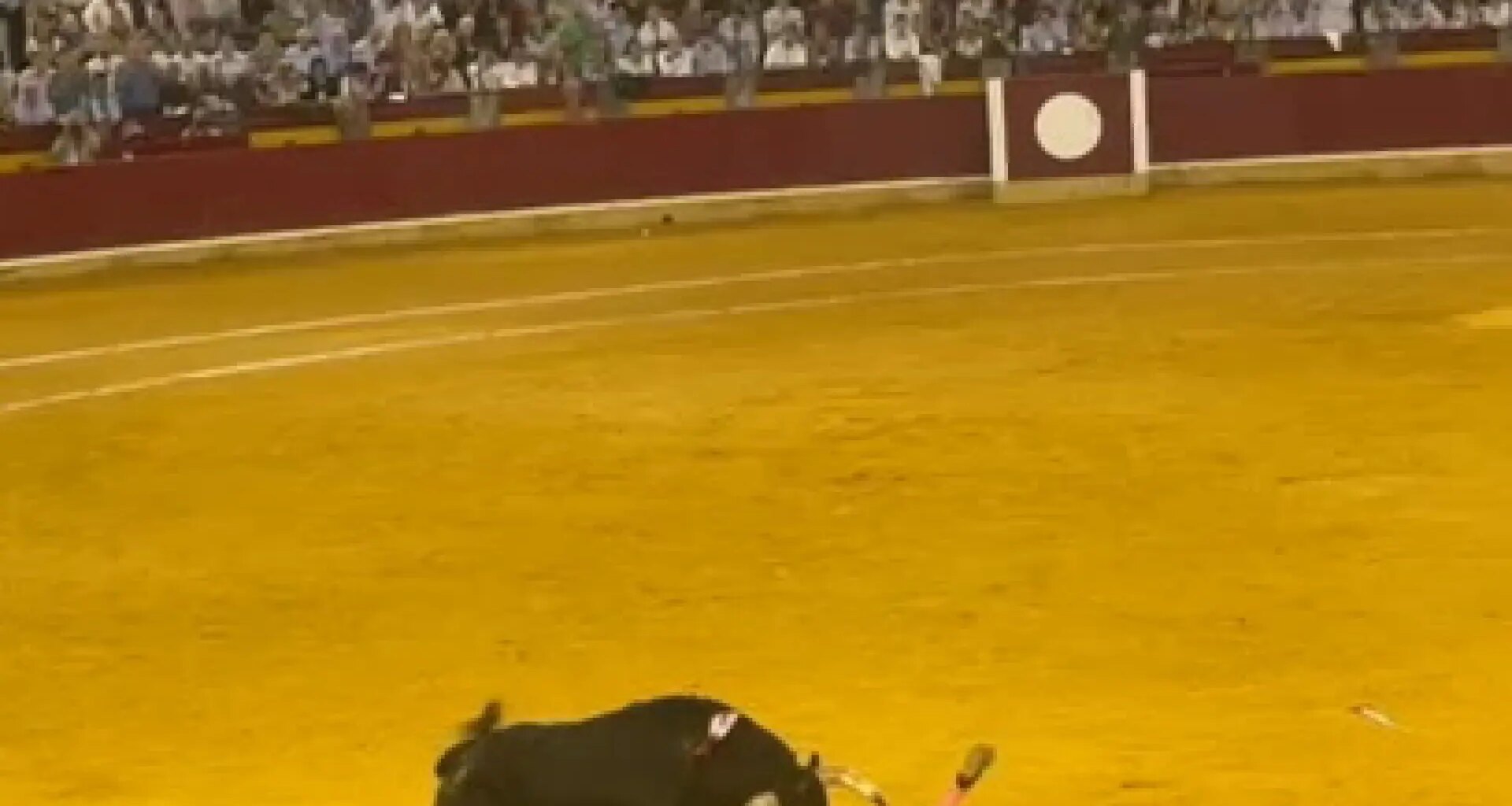 Impactante cogida de Daniel Luque en la plaza de toros de Zaragoza: trasladado al hospital