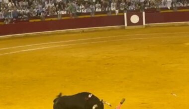 Impactante cogida de Daniel Luque en la plaza de toros de Zaragoza: trasladado al hospital