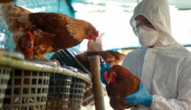 El aviso de la OMS sobre la vacunación frente a la gripe aviar