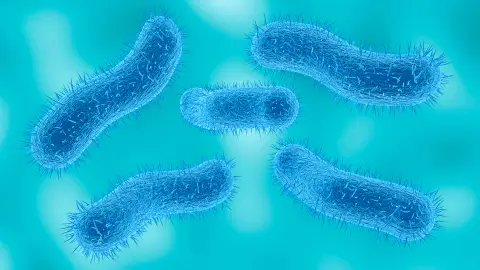Bacteria Shigella Bacteria Shigella
