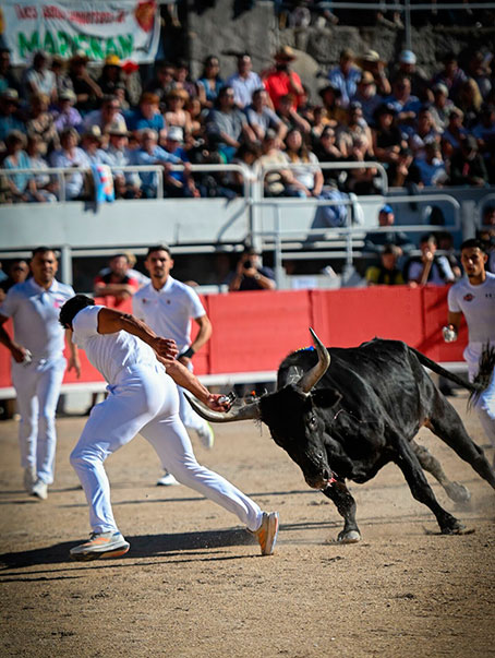 Arles cierra con la final de la Corrida Camarguesa – Avance Taurino