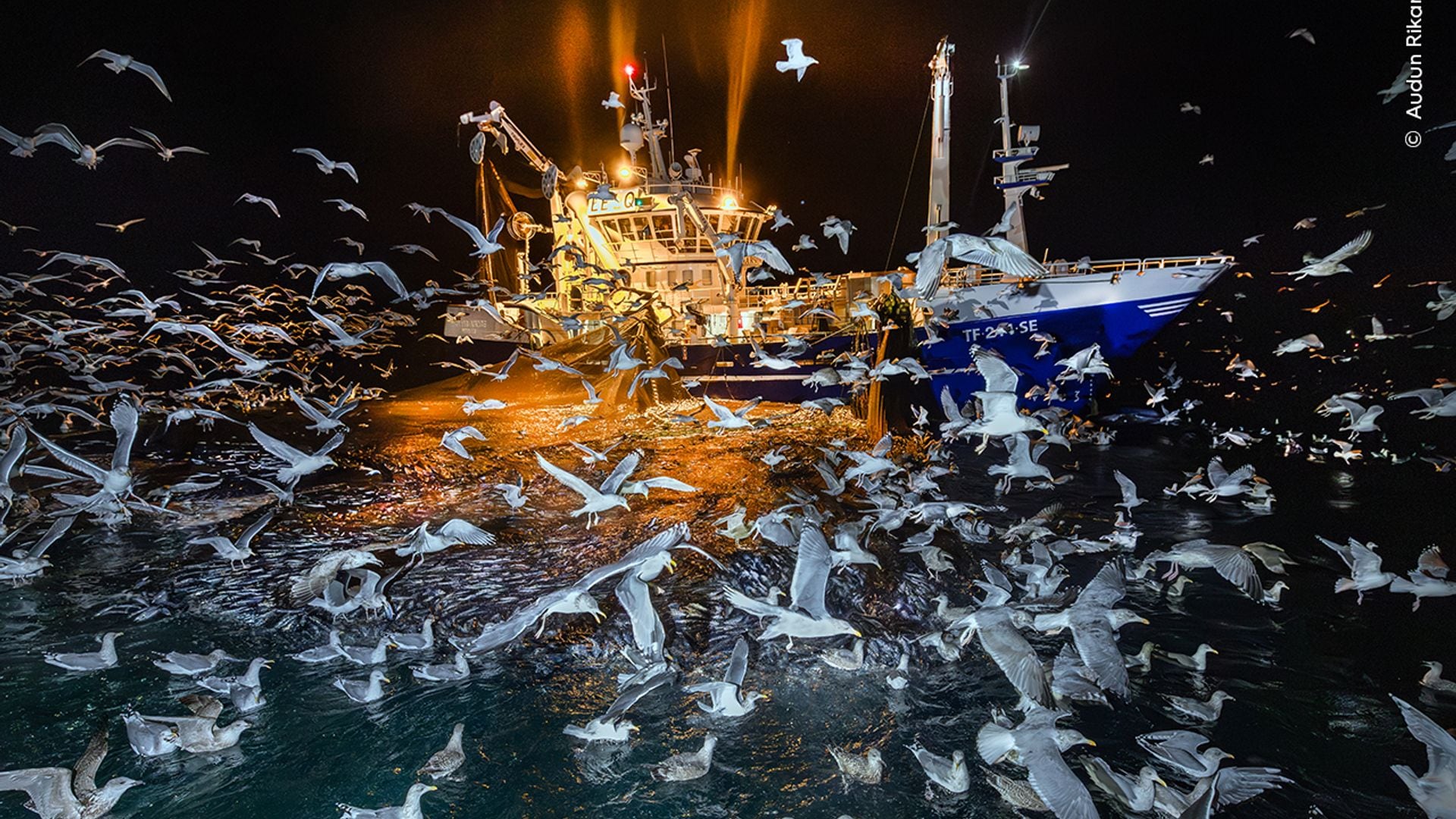 The Feast by Audun Rikardsen, Norway
Winner, Oceans: The Bigger Picture