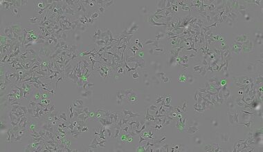 Revelan un mecanismo bacteriano capaz de destruir células tumorales