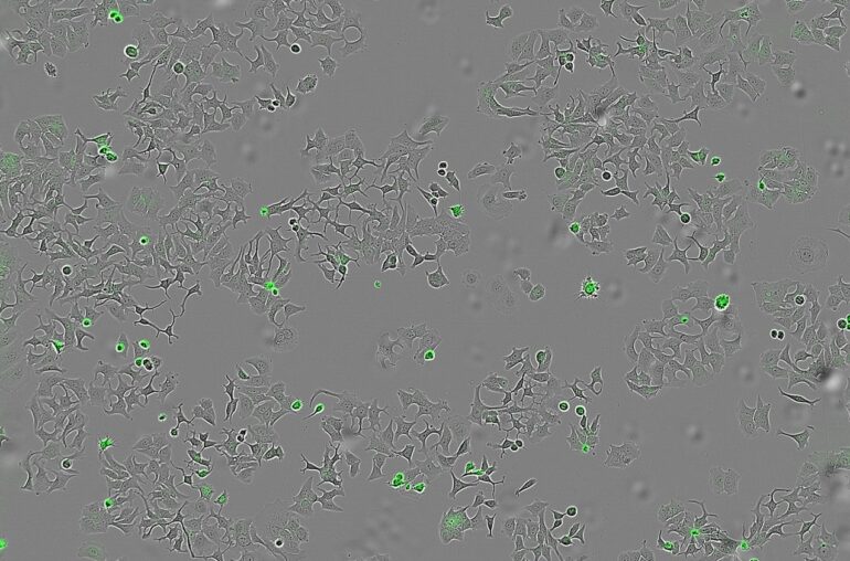 Revelan un mecanismo bacteriano capaz de destruir células tumorales