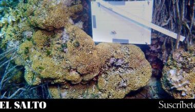 El planeta alcanza el primer punto crítico climático con la muerte de los arrecifes de coral - El Salto