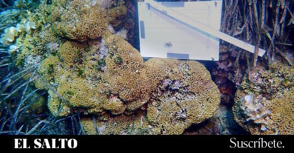 El planeta alcanza el primer punto crítico climático con la muerte de los arrecifes de coral - El Salto