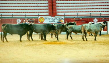 Los toros de Victorino Martín están preparados para el día de San Lucas