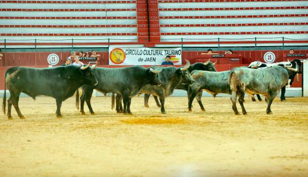 Los toros de Victorino Martín están preparados para el día de San Lucas