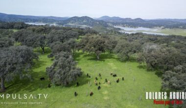 «¡En mi casa no se toca un toro!»