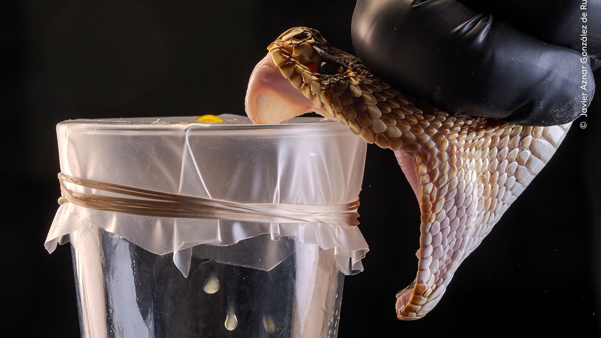 From Venom to Medicine, by Javier Aznar González de Rueda