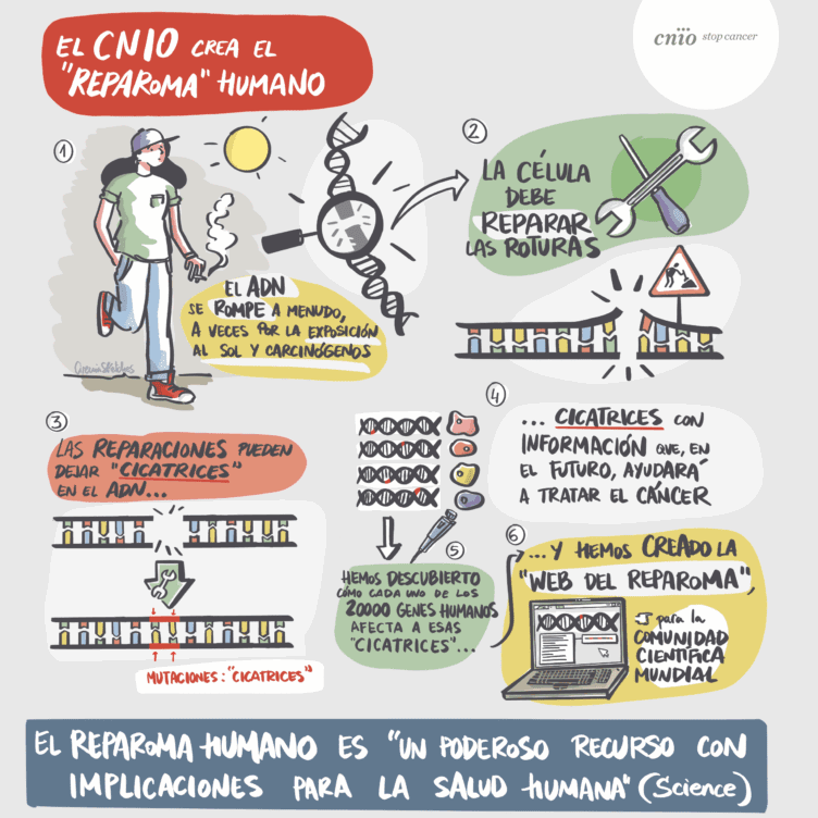 Infografía sobre el reparoma humano./@CireniaSketches. CNIO