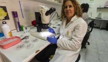 Detectan la presencia de mosquito tigre en seis municipios extremeños