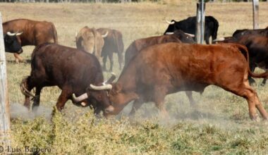 Imanol Sánchez encabezará la jornada con la que Torosocial despedirá la temporada en Arriazu