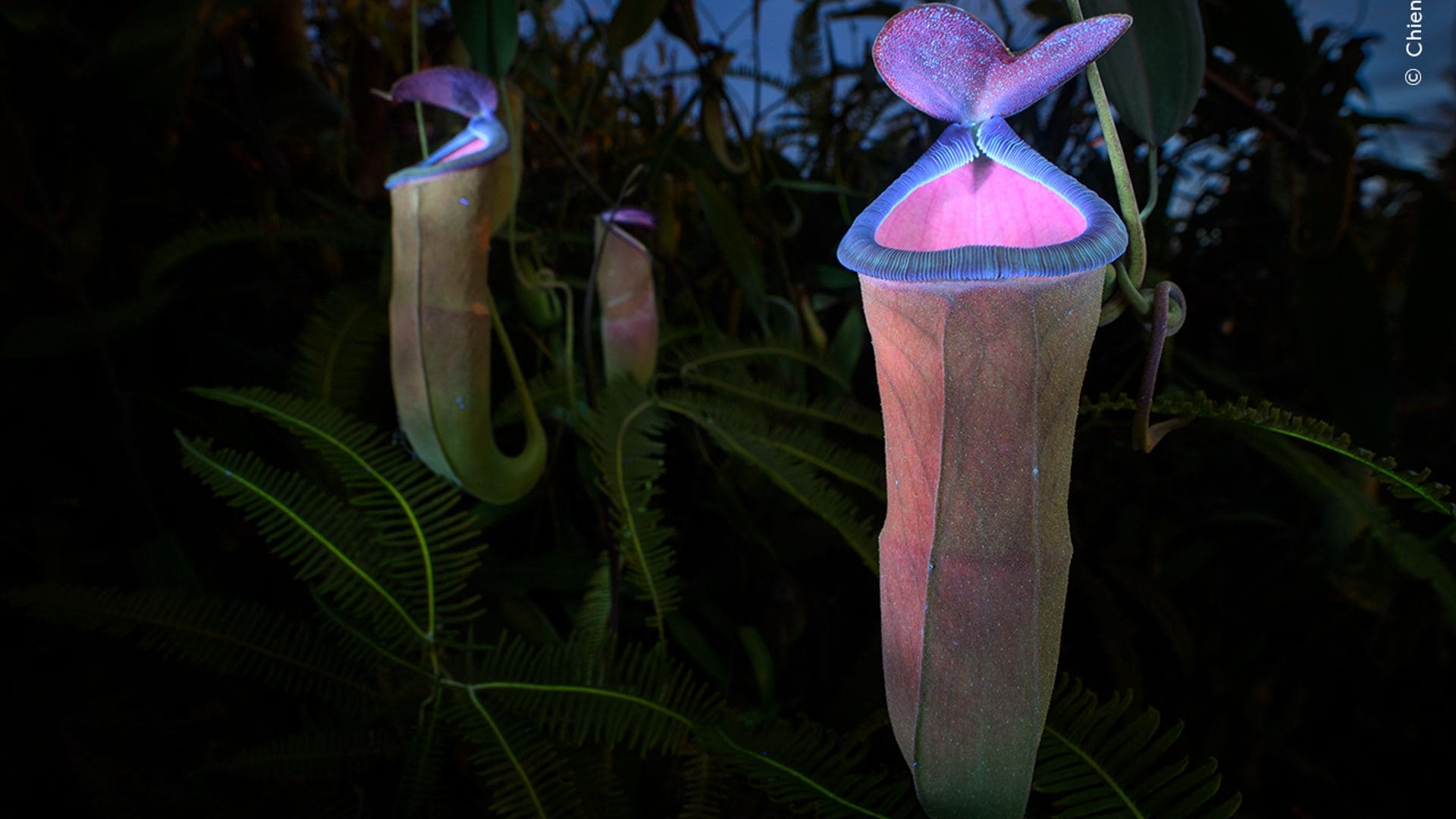 Pitcher Plant (Nepenthes mirabilis) under ultraviolet light | Sarawak, Malaysia (Borneo)