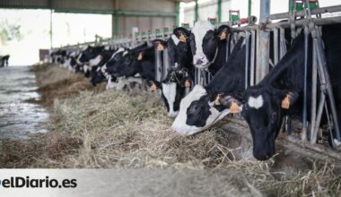 Los primeros focos de Dermatosis Nodular en España obligan a sacrificar 400 vacas y a vacunar a casi 100.000