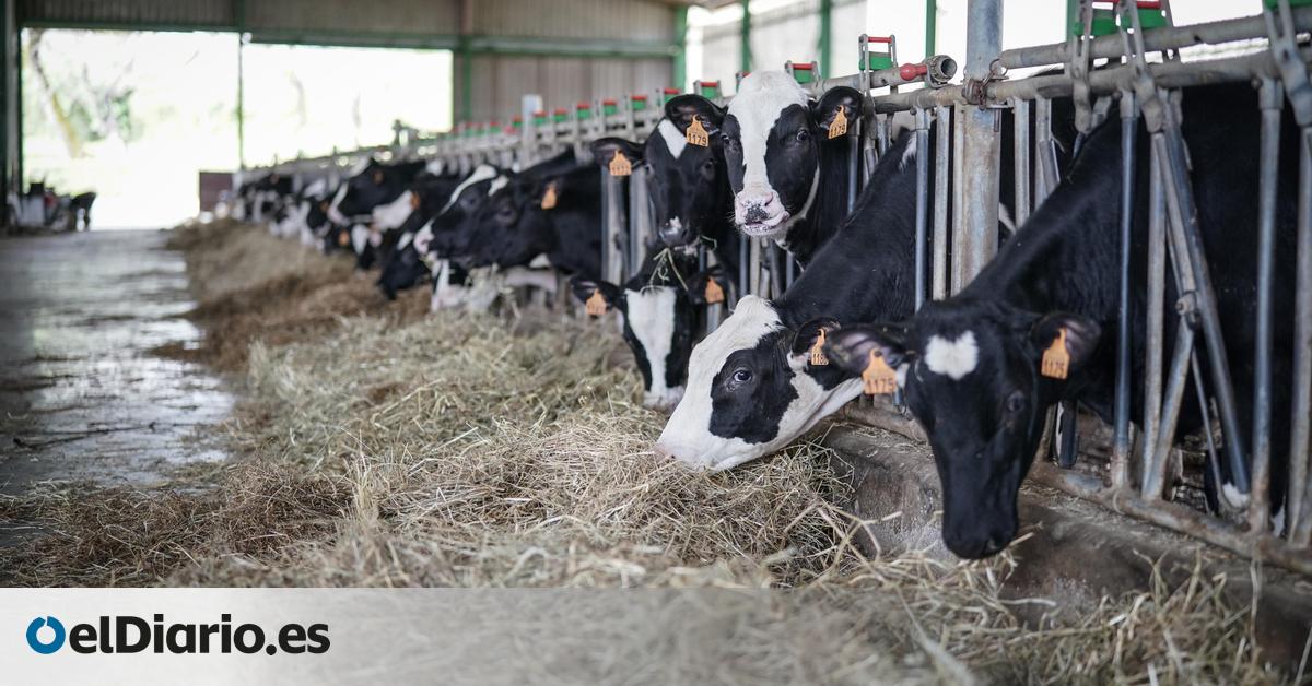 Los primeros focos de Dermatosis Nodular en España obligan a sacrificar 400 vacas y a vacunar a casi 100.000