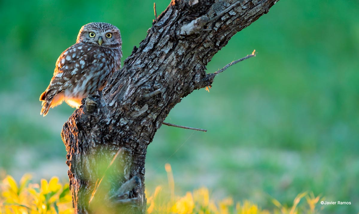 FoNat, así será el primer Encuentro Nacional de Fotógrafos de Naturaleza