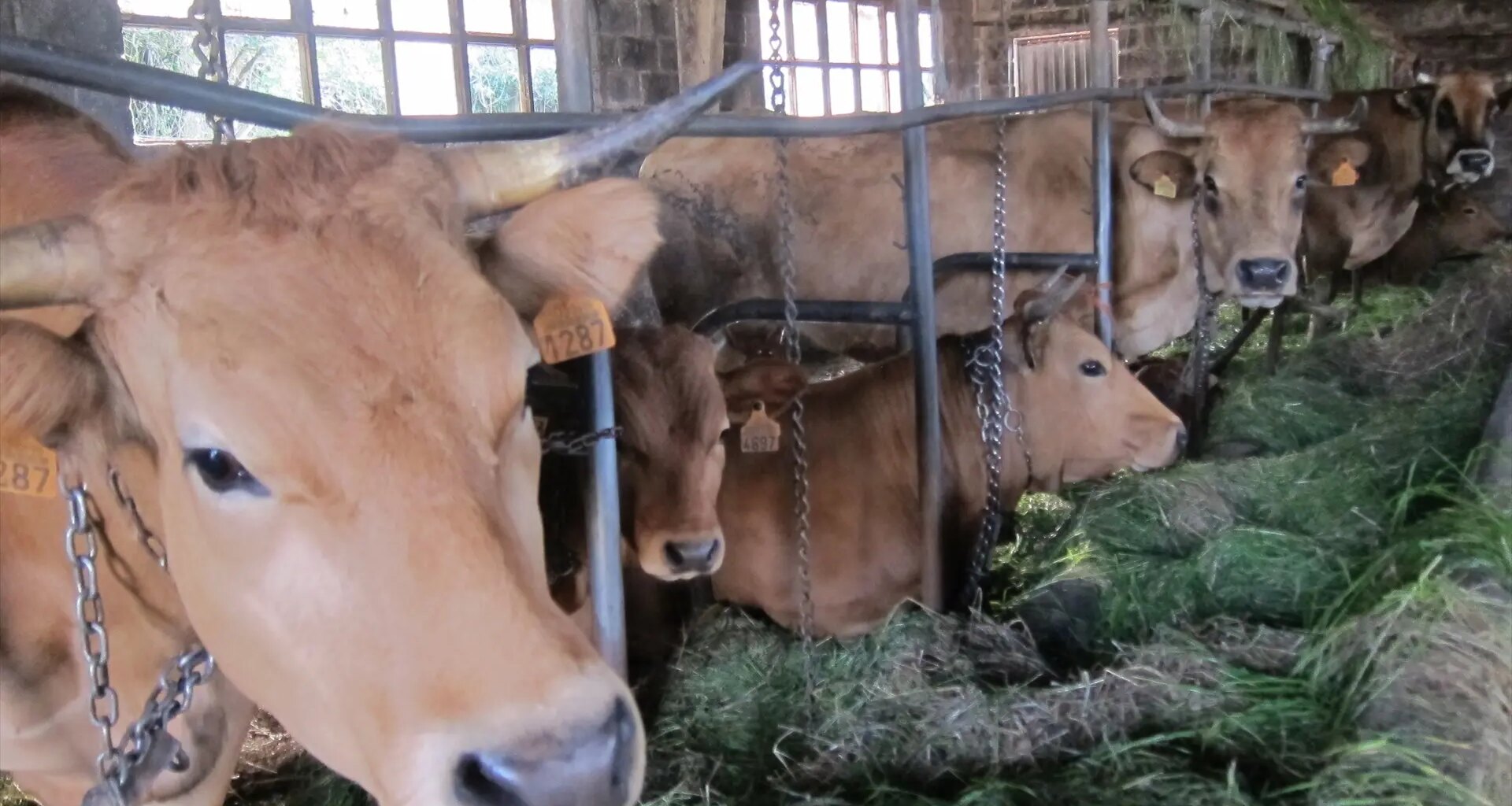 Confirmado en Girona el primer caso en España de dermatosis nodular contagiosa en vacas