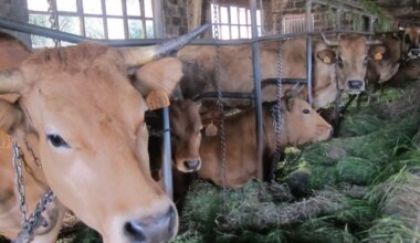 Confirmado en Girona el primer caso en España de dermatosis nodular contagiosa en vacas