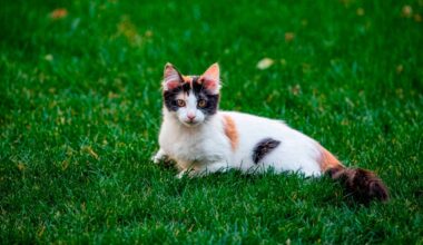 sus parásitos son un riesgo para la salud humana