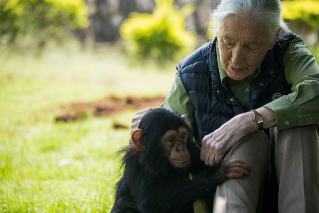 La primatóloga británica Jane Goodall visitó un centro de rescate de chimpancés el 9 de junio de 2018 en Entebbe, Uganda.