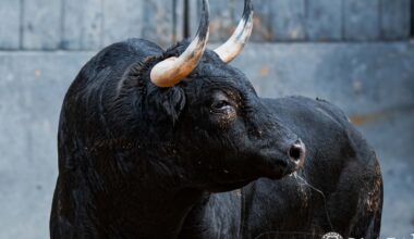 así son los toros de Victoriano del Río para hoy