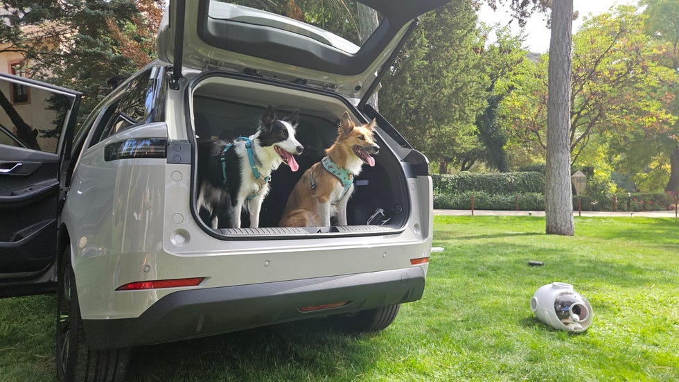 perros en el jaecoo 5