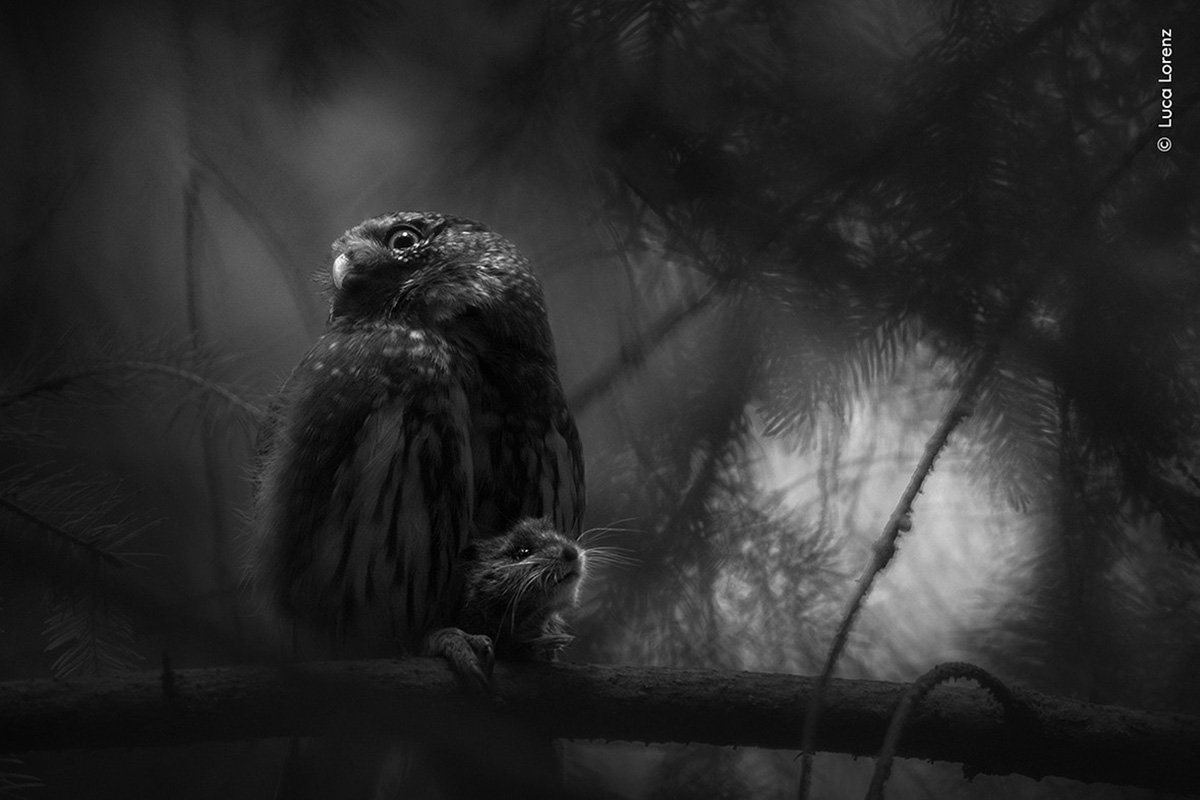 Pygmy Owl with a Mouse