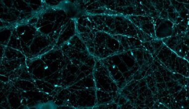 Un sensor biológico revela cómo funciona una proteína clave para la memoria y el corazón