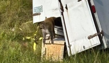 Portaban patógenos de Covid y hepatitis C