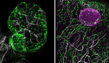 Primer paso para rejuvenecer los ovarios, ampliar la fertilidad femenina y luchar contra el envejecimiento