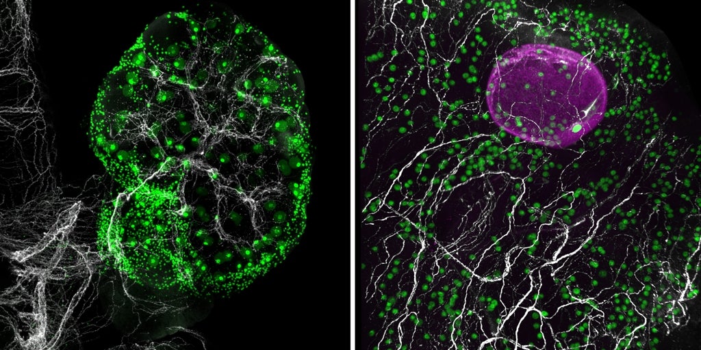 Primer paso para rejuvenecer los ovarios, ampliar la fertilidad femenina y luchar contra el envejecimiento