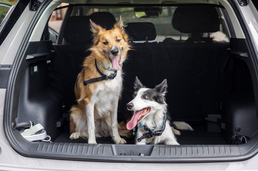 perros en el jaecoo 5