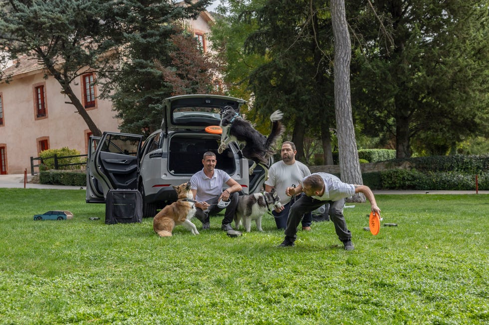 perros en el jaecoo 5