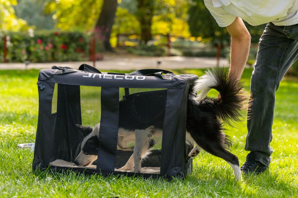 perros en el jaecoo 5