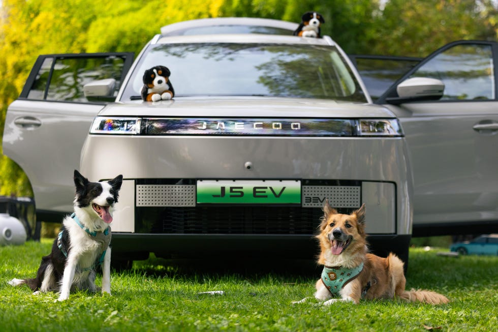 perros en el jaecoo 5