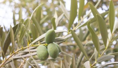 Las existencias finales de aceite de oliva se quedan en 290.220 toneladas, 70.000 menos que la media de las últimas campañas