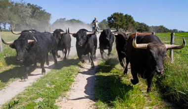 Cambios en ganaderías de la RUCTL – Avance Taurino