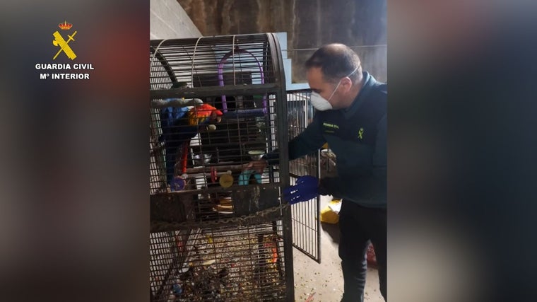 Un efectivo rescata a un guacamayo de su jaula