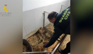 el Seprona halla 250 cadáveres de animales y casi 200 agonizantes en una nave de Ordes (La Coruña)